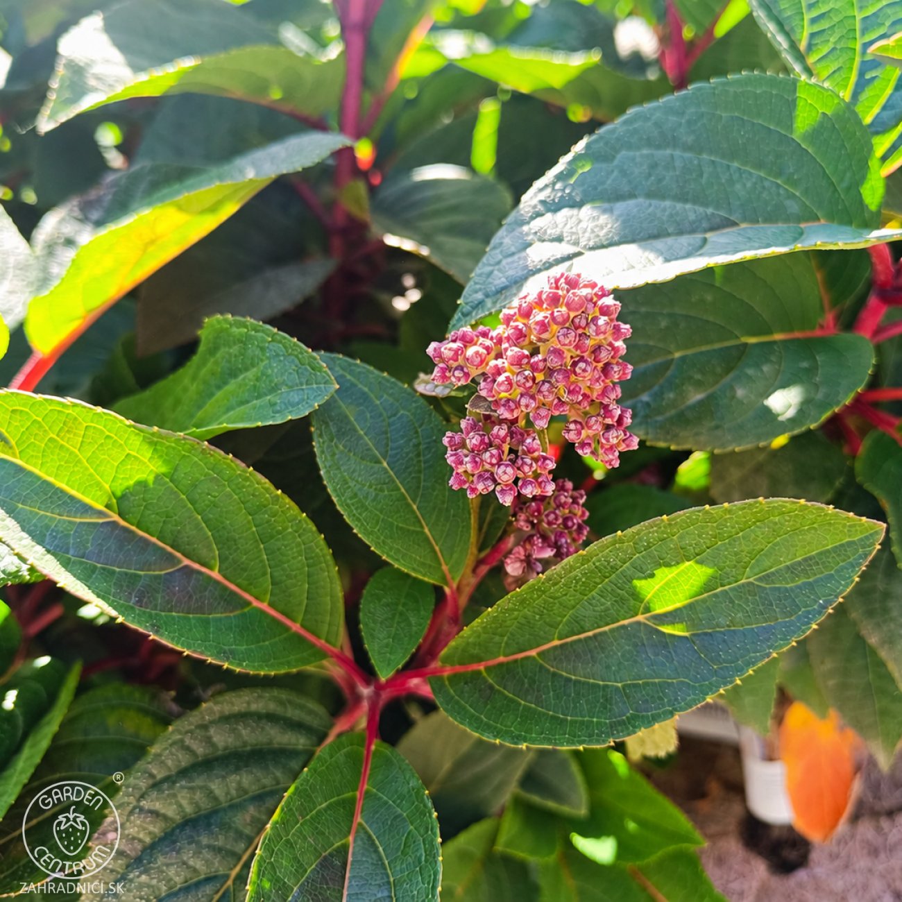 Obrázok Hortenzia metlinatá (Hydrangea paniculata) ´LIVING INFINITY´® by LIVING CREATIONS® - výška 40-60 cm, kont. C2L - 150 dní kvitnutia!